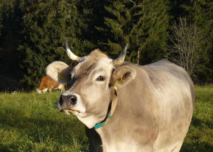 Hoehengasthaus Kolmenhof An Der Donauquelle
