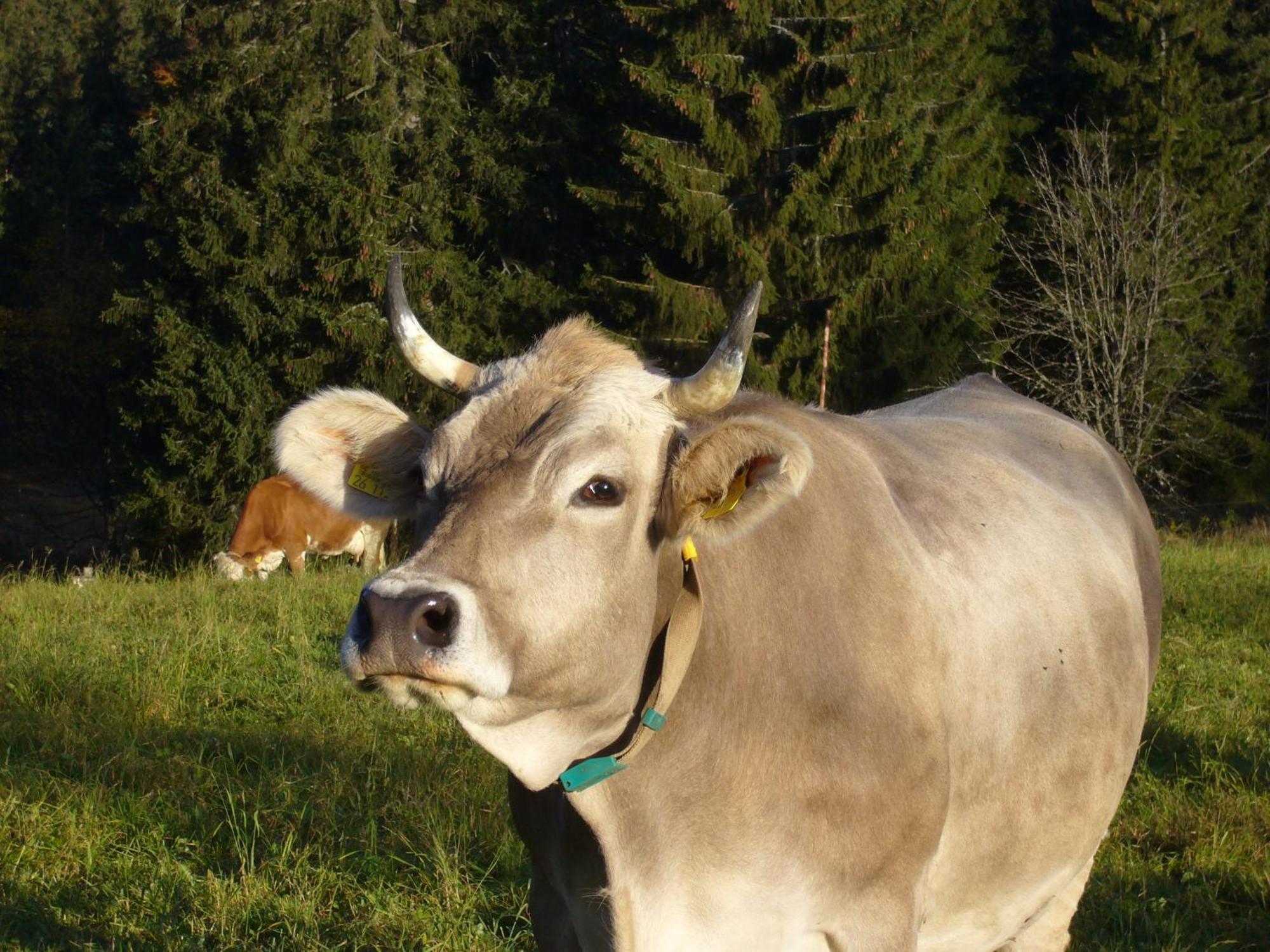 Hoehengasthaus Kolmenhof An Der Donauquelle Furtwangen