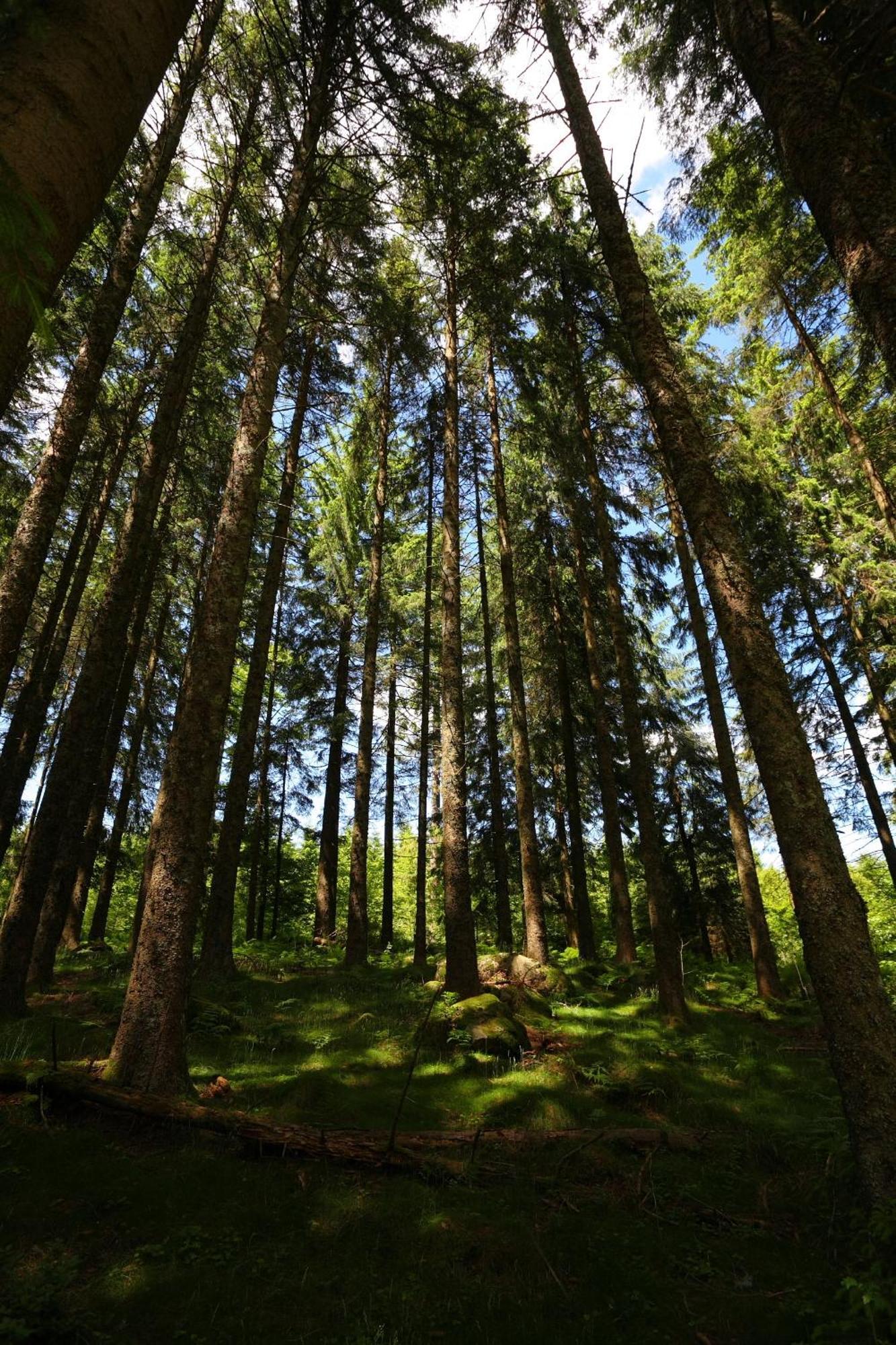 Hoehengasthaus Kolmenhof An Der Donauquelle Furtwangen