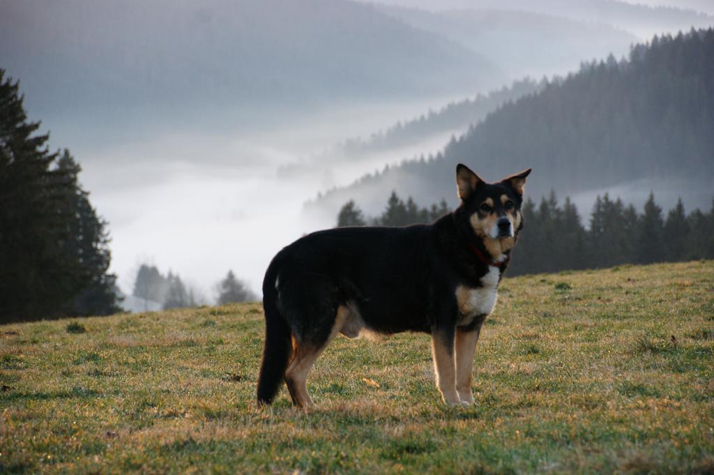 Affittacamere Hoehengasthaus Kolmenhof An Der Donauquelle Furtwangen