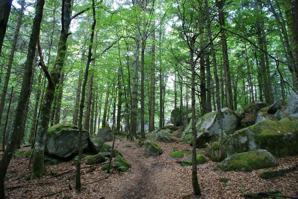 Hoehengasthaus Kolmenhof An Der Donauquelle Furtwangen